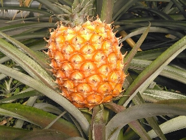 ananas.jpg