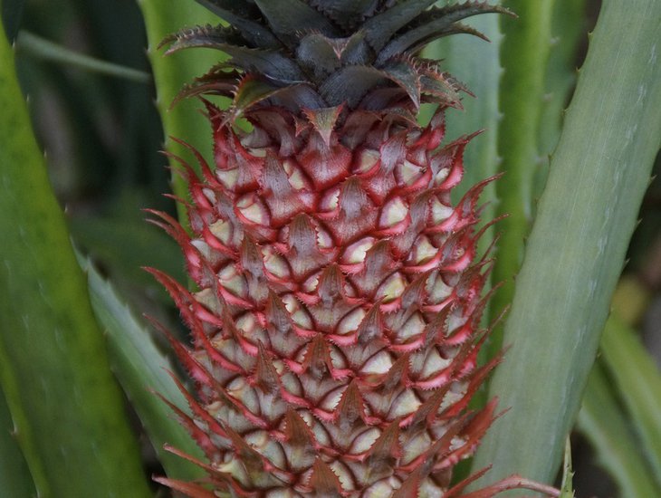 pineapple-2454379_1280.jpg